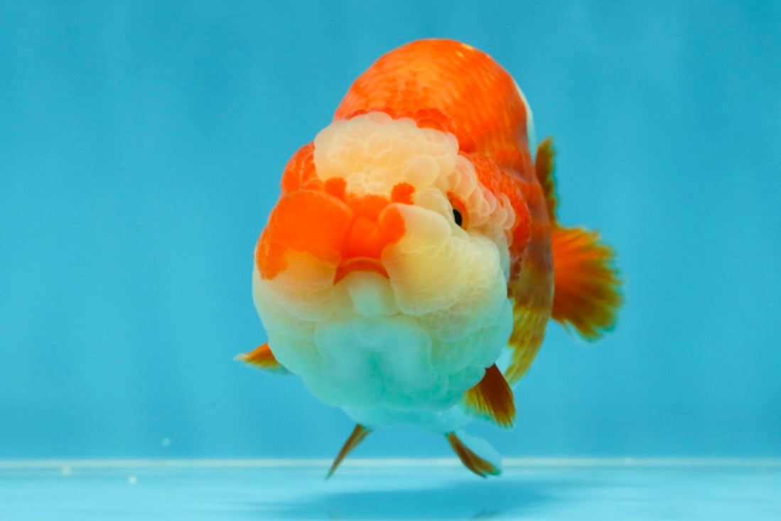 BIG WEN AAA Grade Egg-Shaped Red White LionQueen 4-4.5 inches #041825LC_01