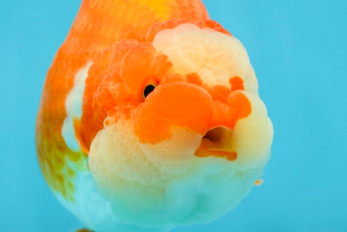 BIG WEN AAA Grade Egg-Shaped Red White LionQueen 4-4.5 inches #041825LC_01