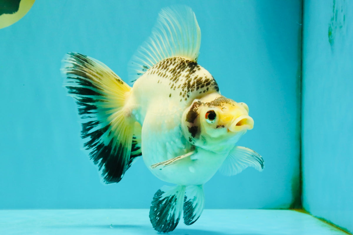 SPOOKY AAA Grade Indonesia Broadtail Diamond Scale Black White Ryukin Female 7 inches #103026RK_01