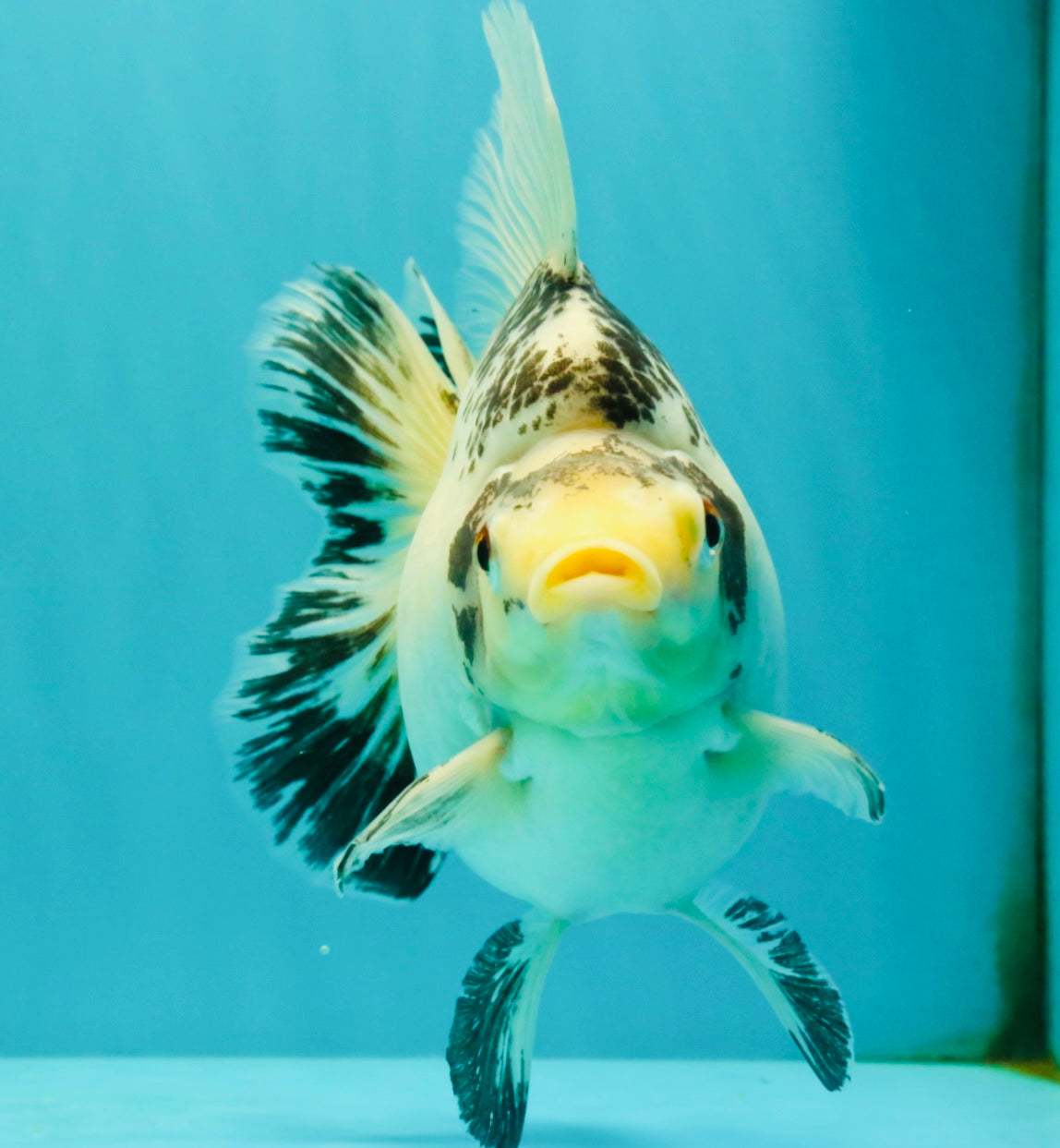 SPOOKY AAA Grade Indonesia Broadtail Diamond Scale Black White Ryukin Female 7 inches #103026RK_01
