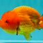 SUPER CUTE Red Lionchu Female 4 inches #103026LC_04