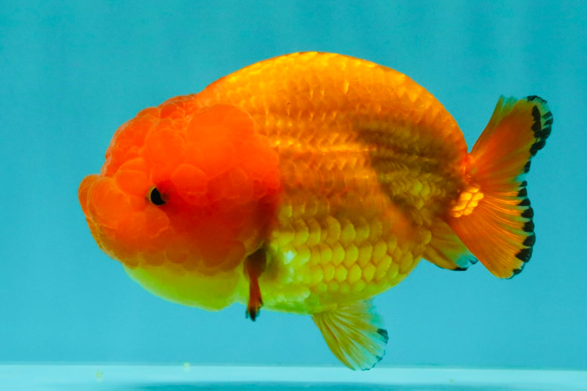 SUPER CUTE Red Lionchu Female 4 inches #103026LC_04
