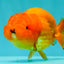 SUPER CUTE Red Lionchu Female 4 inches #103026LC_04