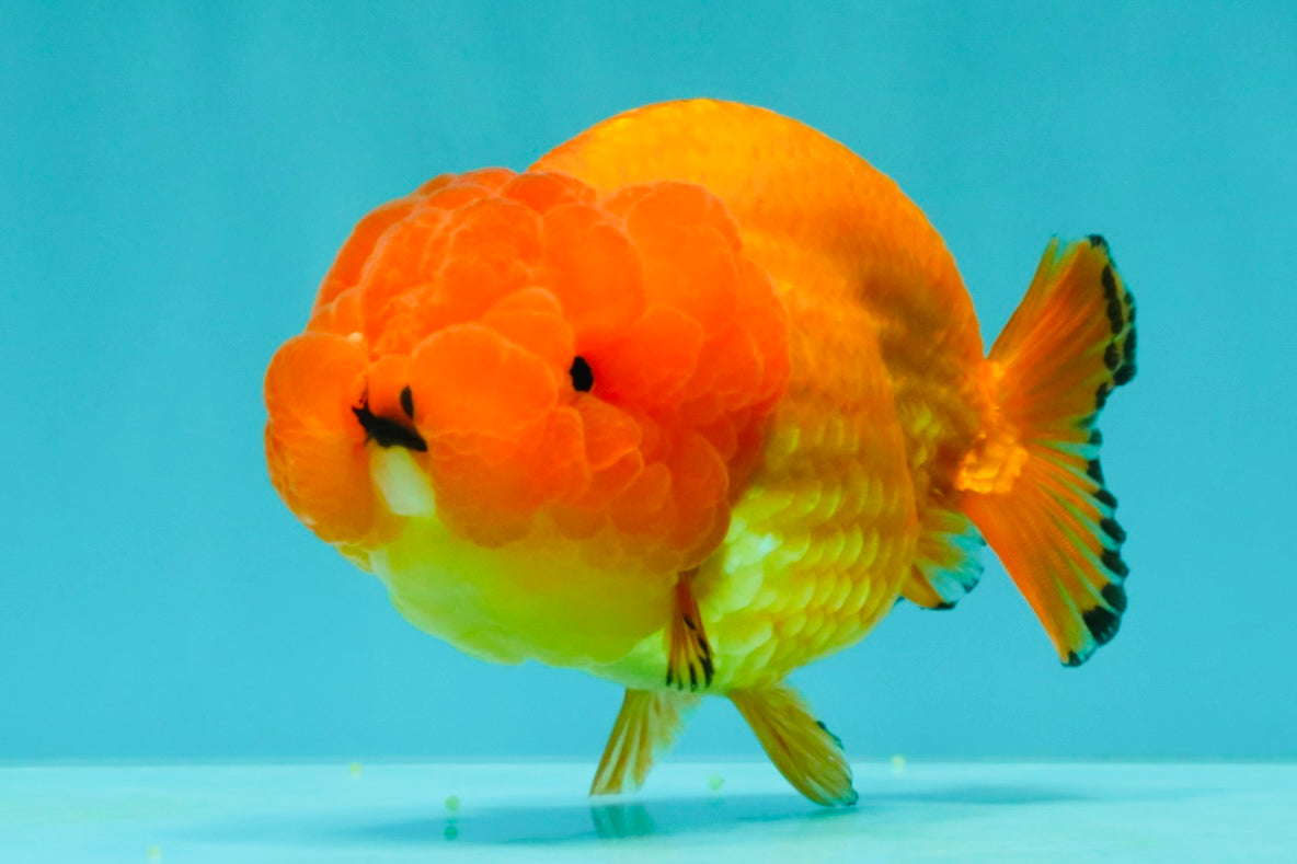 SUPER CUTE Red Lionchu Female 4 inches #103026LC_04