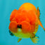 SUPER CUTE Red Lionchu Female 4 inches #103026LC_04