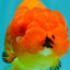 SUPER CUTE Red Lionchu Female 4 inches #103026LC_04