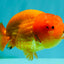 SUPER CUTE Red Lionchu Female 4 inches #103026LC_04