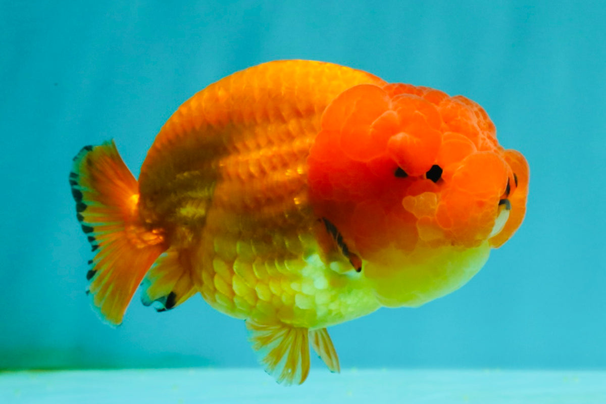 SUPER CUTE Red Lionchu Female 4 inches #103026LC_04