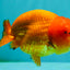 SUPER CUTE Red Lionchu Female 4 inches #103026LC_04