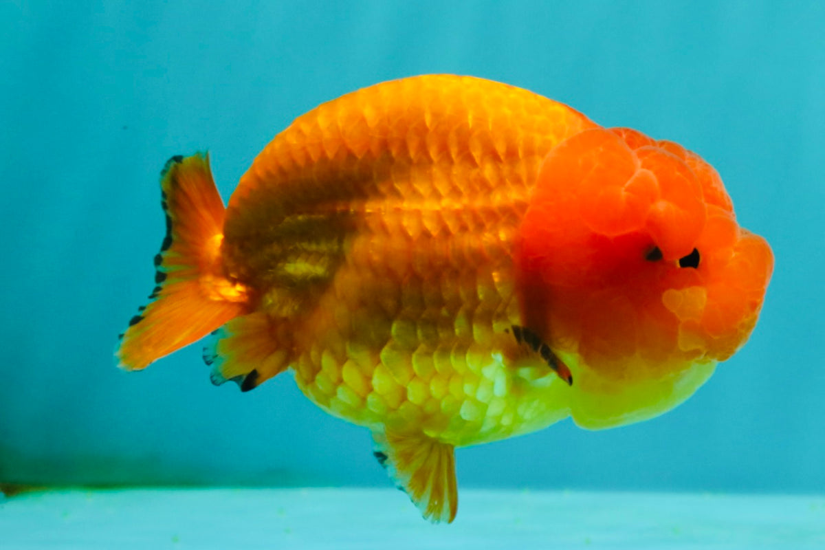 SUPER CUTE Red Lionchu Female 4 inches #103026LC_04