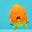 SUPER CUTE Red Lionchu Female 4 inches #103026LC_04