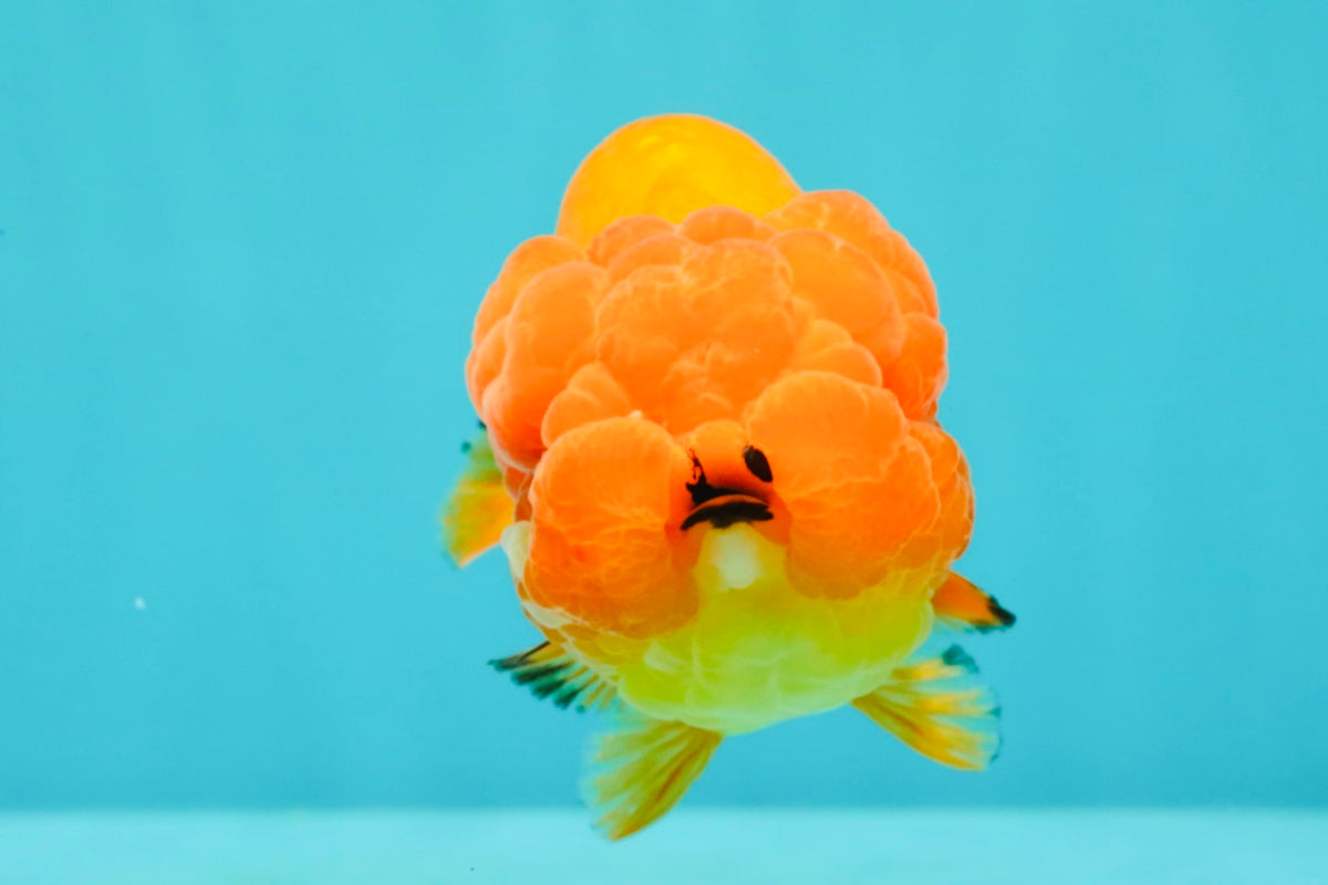 SUPER CUTE Red Lionchu Female 4 inches #103026LC_04
