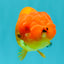 SUPER CUTE Red Lionchu Female 4 inches #103026LC_04