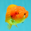 SUPER CUTE Red Lionchu Female 4 inches #103026LC_04