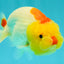 ADORABLE Red White Lionchu Female 4-4.5 inches #103026LC_05
