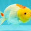 ADORABLE Red White Lionchu Female 4-4.5 inches #103026LC_05