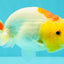ADORABLE Red White Lionchu Female 4-4.5 inches #103026LC_05