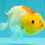 ADORABLE Red White Lionchu Female 4-4.5 inches #103026LC_05