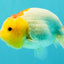 ADORABLE Red White Lionchu Female 4-4.5 inches #103026LC_05