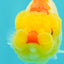 ADORABLE Red White Lionchu Female 4-4.5 inches #103026LC_05