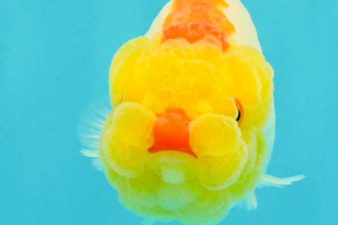 ADORABLE Red White Lionchu Female 4-4.5 inches #103026LC_05