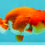 FLUFFY WEN Red White Lionchu Female 3.5-4 inches #103026LC_06