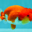 FLUFFY WEN Red White Lionchu Female 3.5-4 inches #103026LC_06