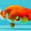 FLUFFY WEN Red White Lionchu Female 3.5-4 inches #103026LC_06