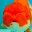 FLUFFY WEN Red White Lionchu Female 3.5-4 inches #103026LC_06