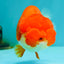 FLUFFY WEN Red White Lionchu Female 3.5-4 inches #103026LC_06