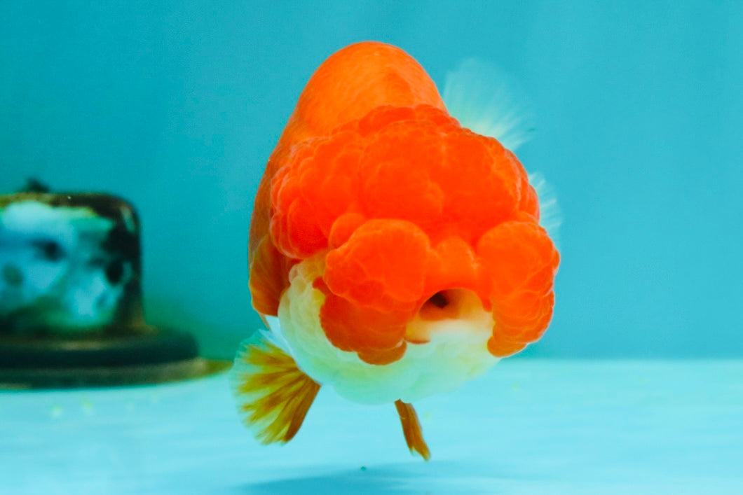 FLUFFY WEN Red White Lionchu Female 3.5-4 inches #103026LC_06