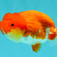 FLUFFY WEN Red White Lionchu Female 3.5-4 inches #103026LC_06