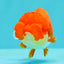 FLUFFY WEN Red White Lionchu Female 3.5-4 inches #103026LC_06