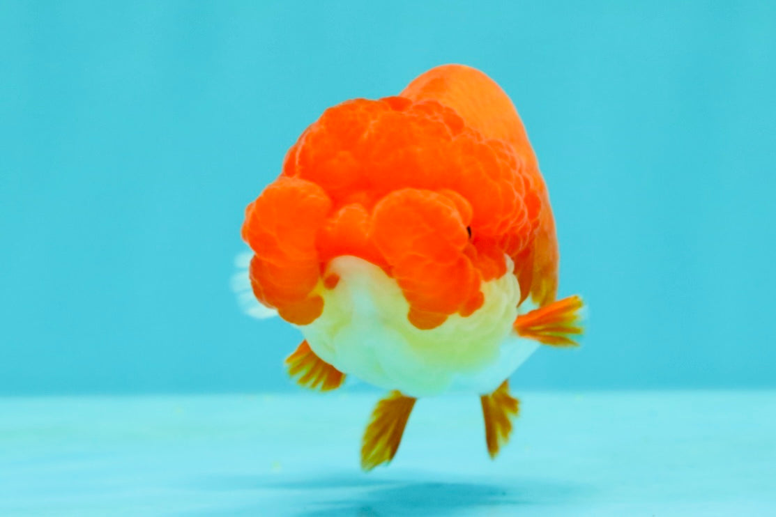 FLUFFY WEN Red White Lionchu Female 3.5-4 inches #103026LC_06