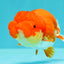 FLUFFY WEN Red White Lionchu Female 3.5-4 inches #103026LC_06
