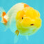 CHUBBY Red White Lionchu Female 4-4.5 inches #103026LC_07