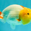 CHUBBY Red White Lionchu Female 4-4.5 inches #103026LC_07