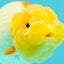 CHUBBY Red White Lionchu Female 4-4.5 inches #103026LC_07