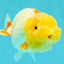 CHUBBY Red White Lionchu Female 4-4.5 inches #103026LC_07