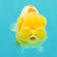 CHUBBY Red White Lionchu Female 4-4.5 inches #103026LC_07