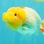 CHUBBY Red White Lionchu Female 4-4.5 inches #103026LC_07
