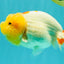 CHUBBY Red White Lionchu Female 4-4.5 inches #103026LC_07