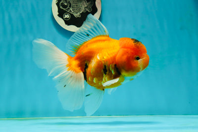 A Grade Sakura Oranda Female 6.5 inches #112224OR_19