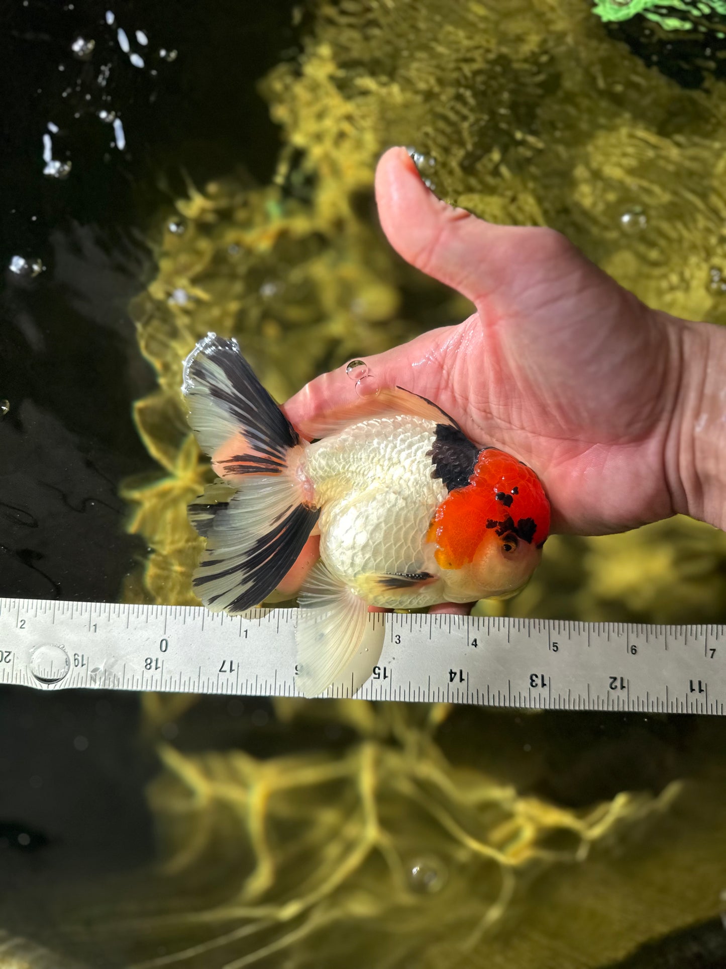AAA Grade Tricolor Oranda Male 4.5-5 inches #041125OR_01