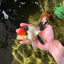 AAA Grade Tricolor Oranda Male 4.5-5 inches #041125OR_01