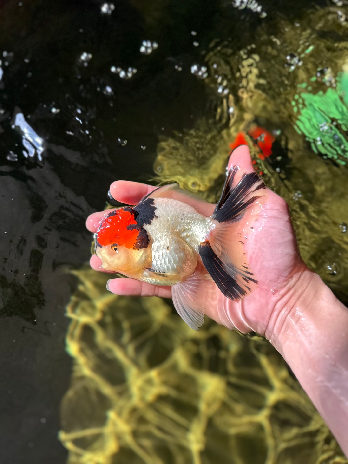 AAA Grade Tricolor Oranda Male 4.5-5 inches #041125OR_01