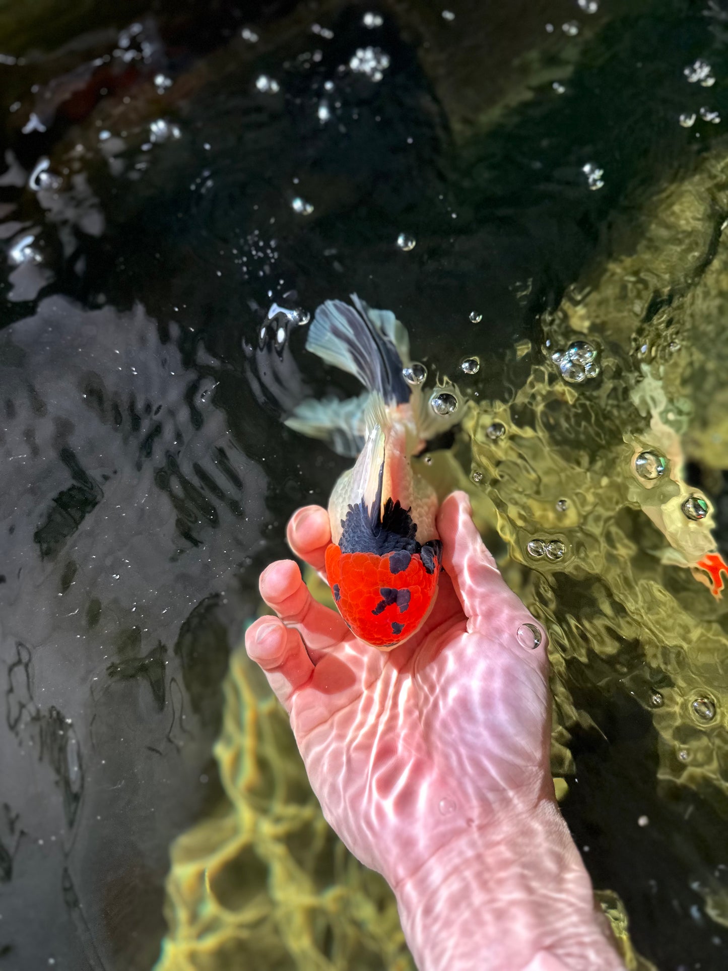 AAA Grade Tricolor Oranda Male 4.5-5 inches #041125OR_01