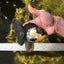 A Grade Tricolor Oranda Male 5 inches #041125OR_02