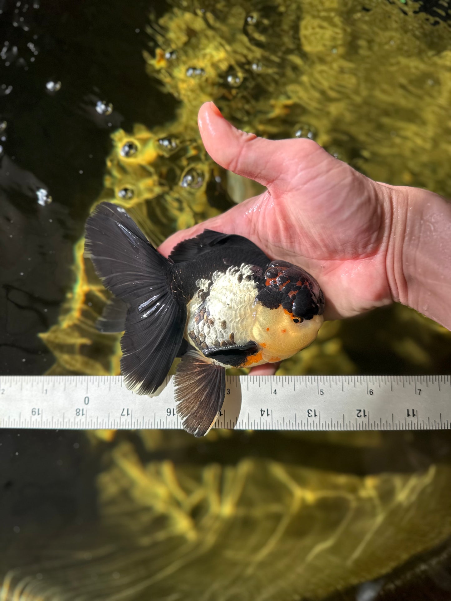 A Grade Tricolor Oranda Male 5 inches #041125OR_02