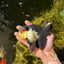 A Grade Tricolor Oranda Male 5 inches #041125OR_02